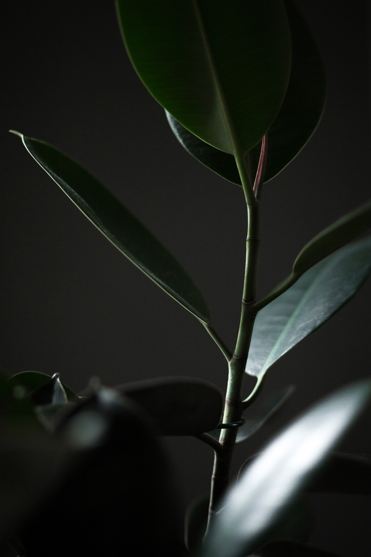 A close up photo of an indoor plant with large leaves